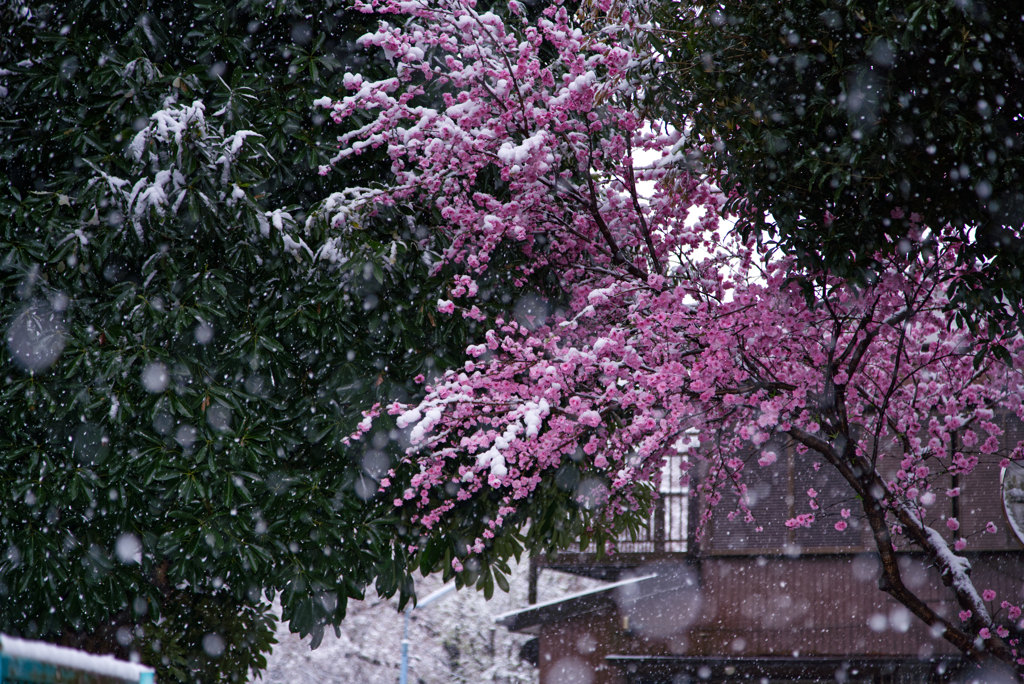 春なのに〜