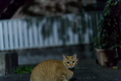 なかなか振り向かないので…