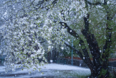桜吹雪かと思いきや…マジ吹雪！？