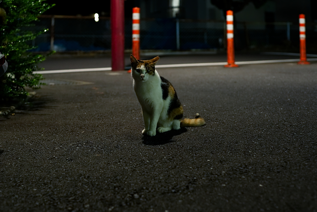 よるねこ