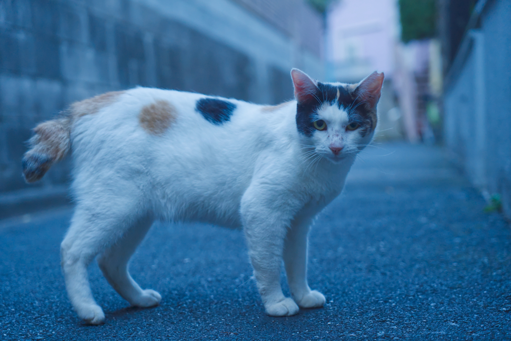 なにか御用かにゃ？