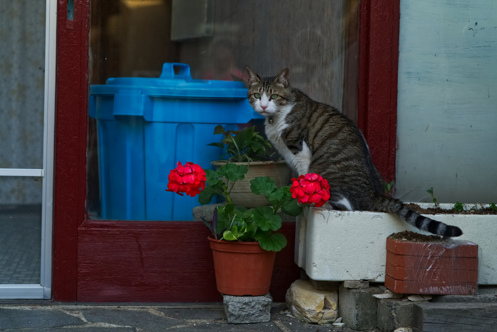 花と猫