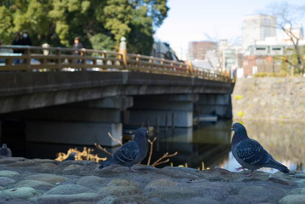 ハトたちの弁慶橋