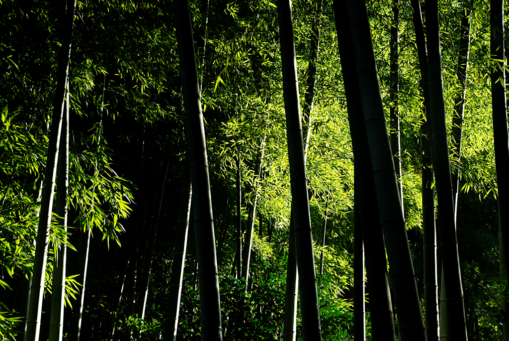 Bamboo（光と影）
