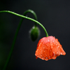 雨が降ってしょんぼり