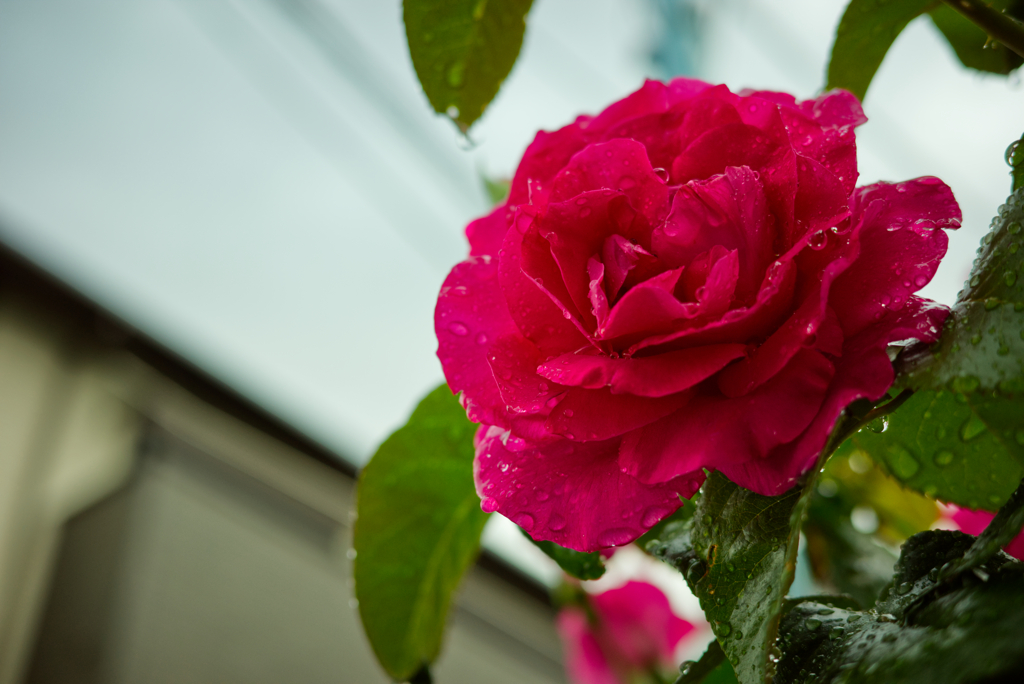 水もしたたるいい薔薇さん
