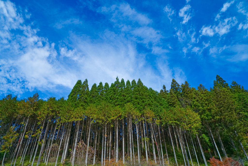 空へ向かってまっすぐに