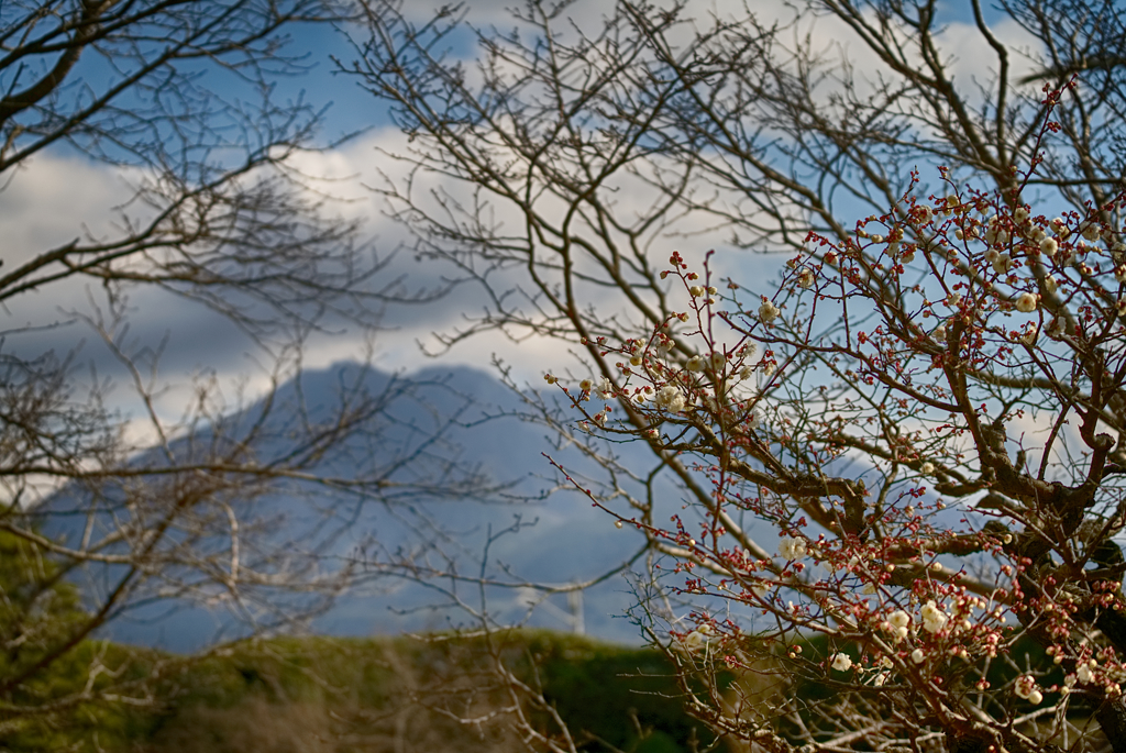 梅は咲いたか桜（島）はまだかいな？