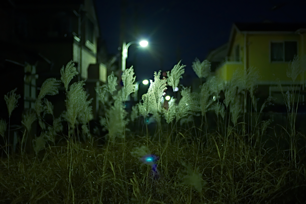 夜、住宅街の片隅に、ススキが揺れていた…