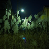 夜、住宅街の片隅に、ススキが揺れていた…