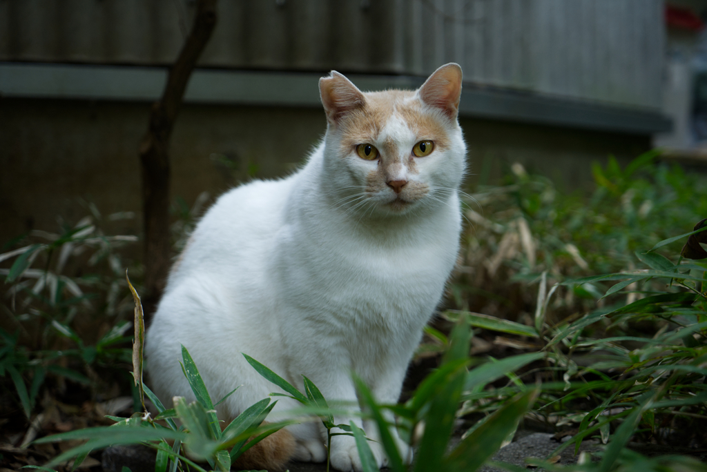 しおらしく猫
