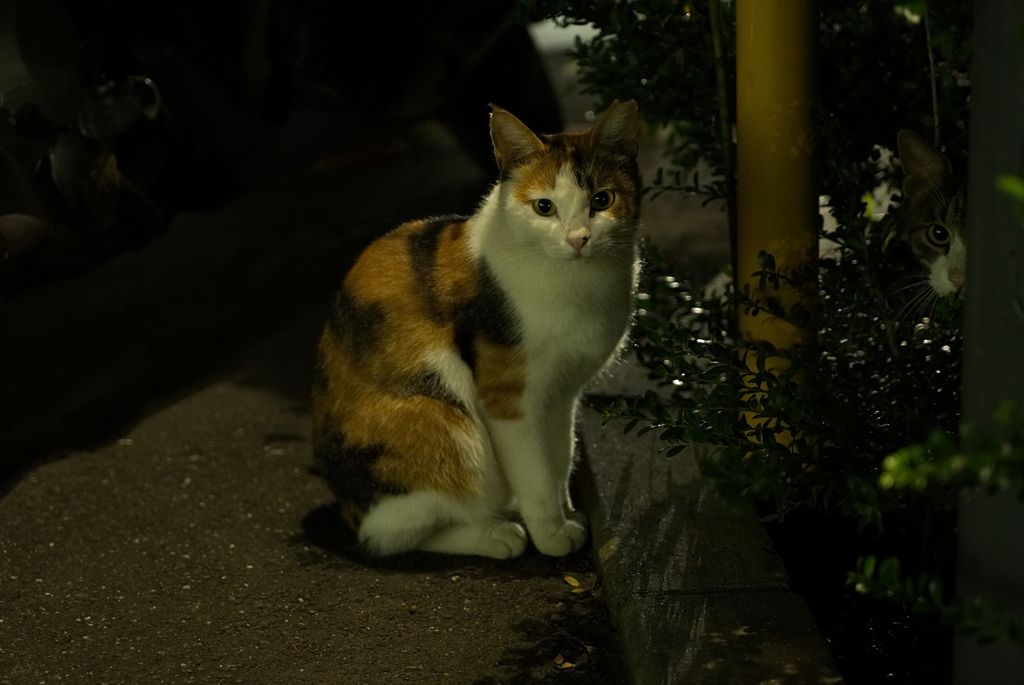 よるねこハイパー