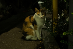 よるねこハイパー