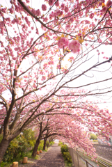八重桜繚乱