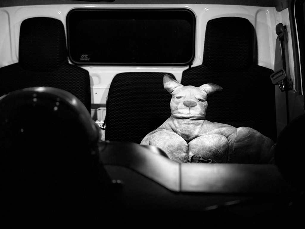 犬、乗ってます