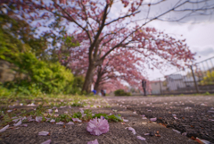 八重が散る