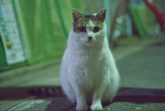 まっすぐ前を向いて