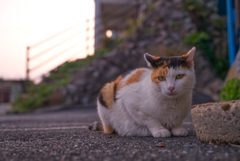 おかえりにゃさい♡