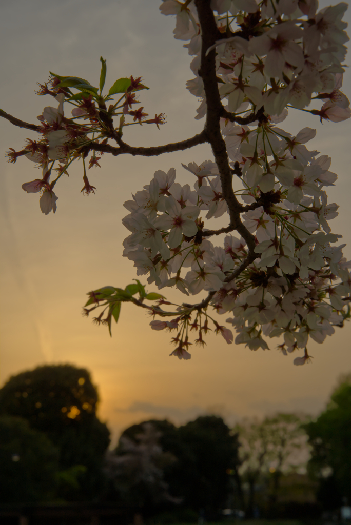 さくら夕暮れ