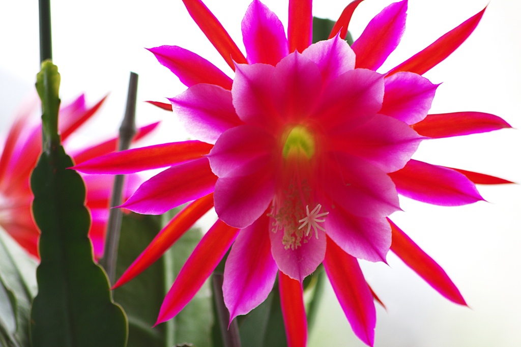 サボテンの花