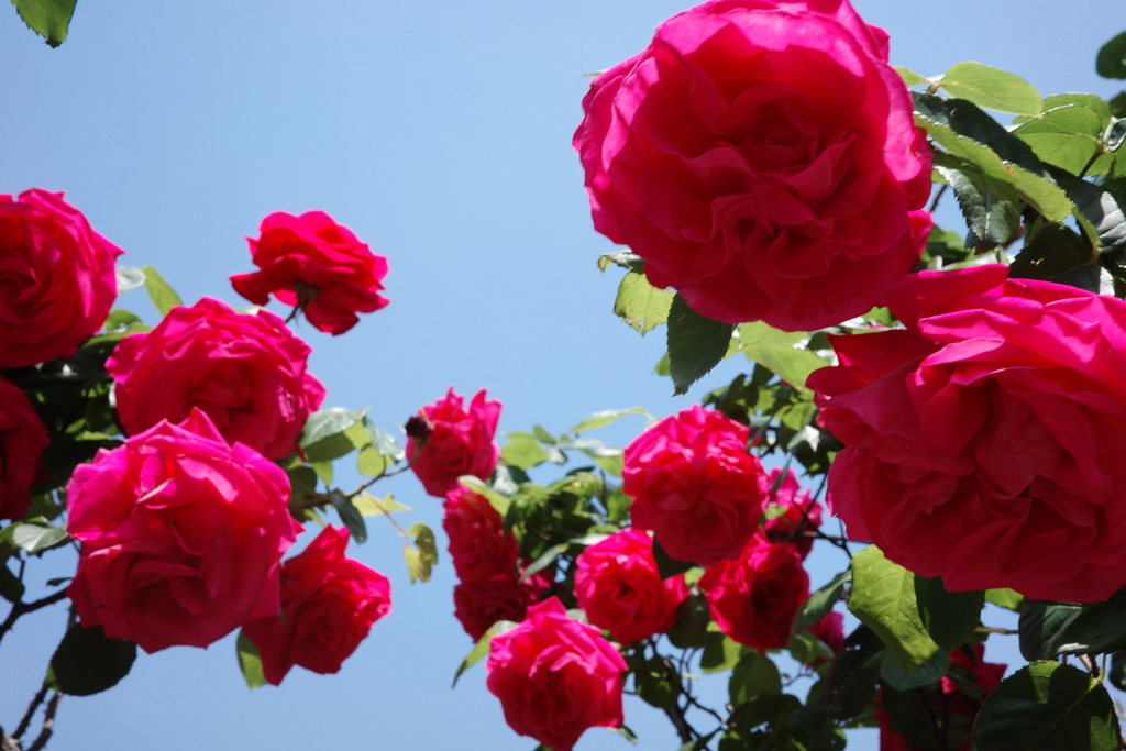 君にバラ薔薇