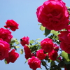 君にバラ薔薇