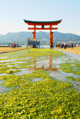 干潮の大鳥居