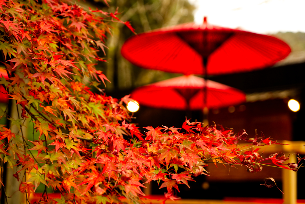 紅い葉、赤い傘。