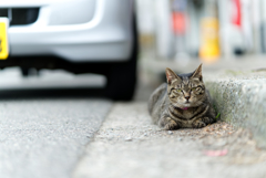 路傍の猫