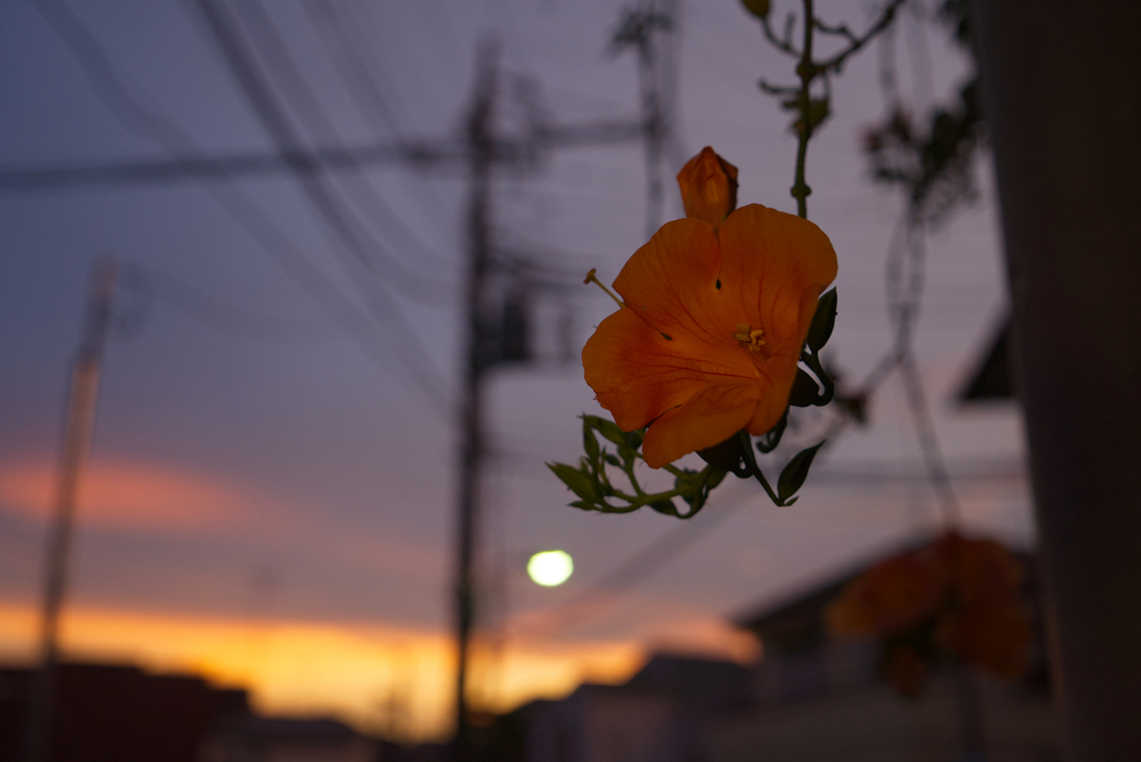 夕暮れノウゼンカズラ