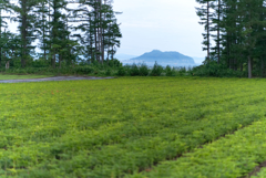 はるばる見たぜ函館山