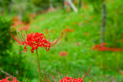 お彼岸の花