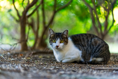 森の中の猫