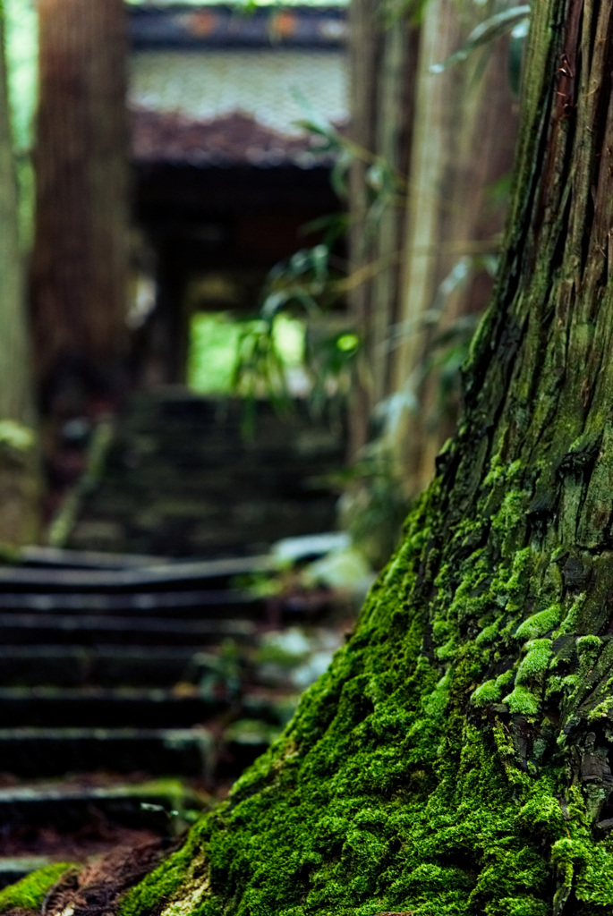 苔むす侘び寂び