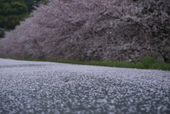 桜絨毯