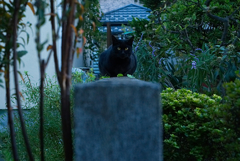 黒猫塀