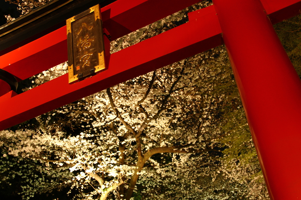 鳥居の桜
