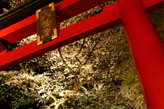 鳥居の桜