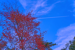 紅葉と空の旅