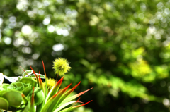 謎の植物