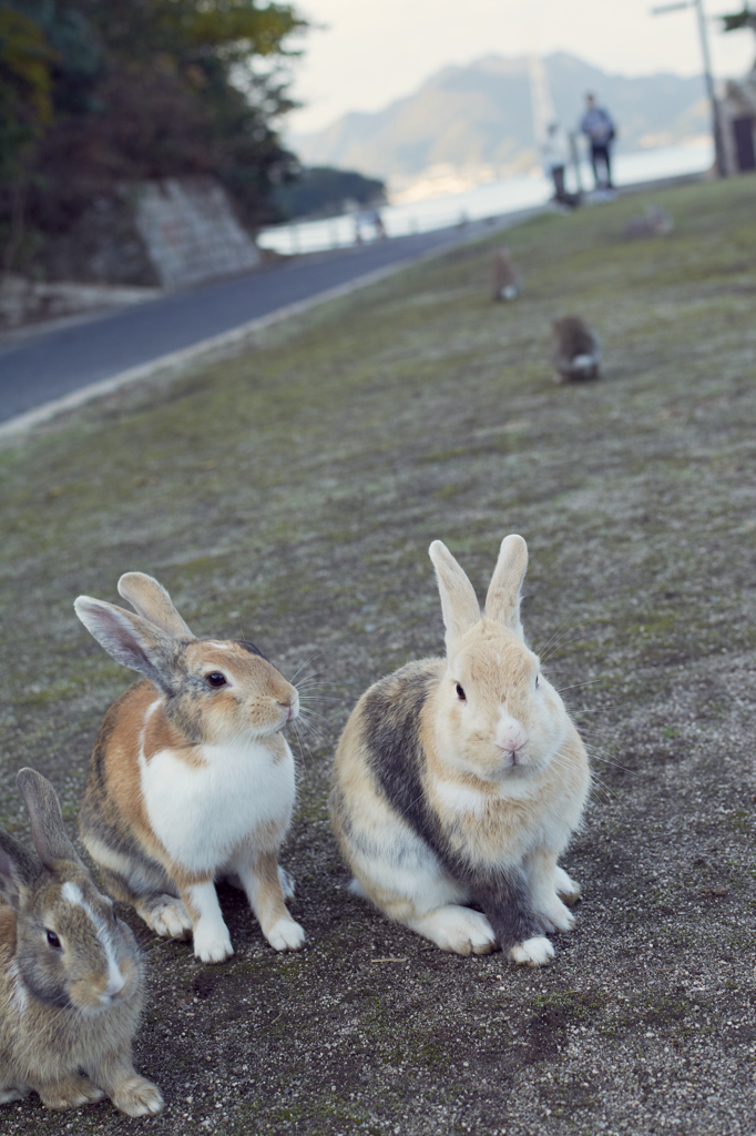 うさぎ島にて3