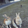 うさぎ島にて3