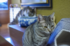 猫カフェにて　05