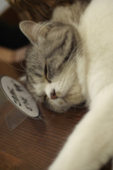 猫カフェにて　04
