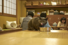 猫カフェにて　06