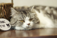 猫カフェにて　02