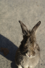 うさぎ島にて1