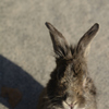 うさぎ島にて1