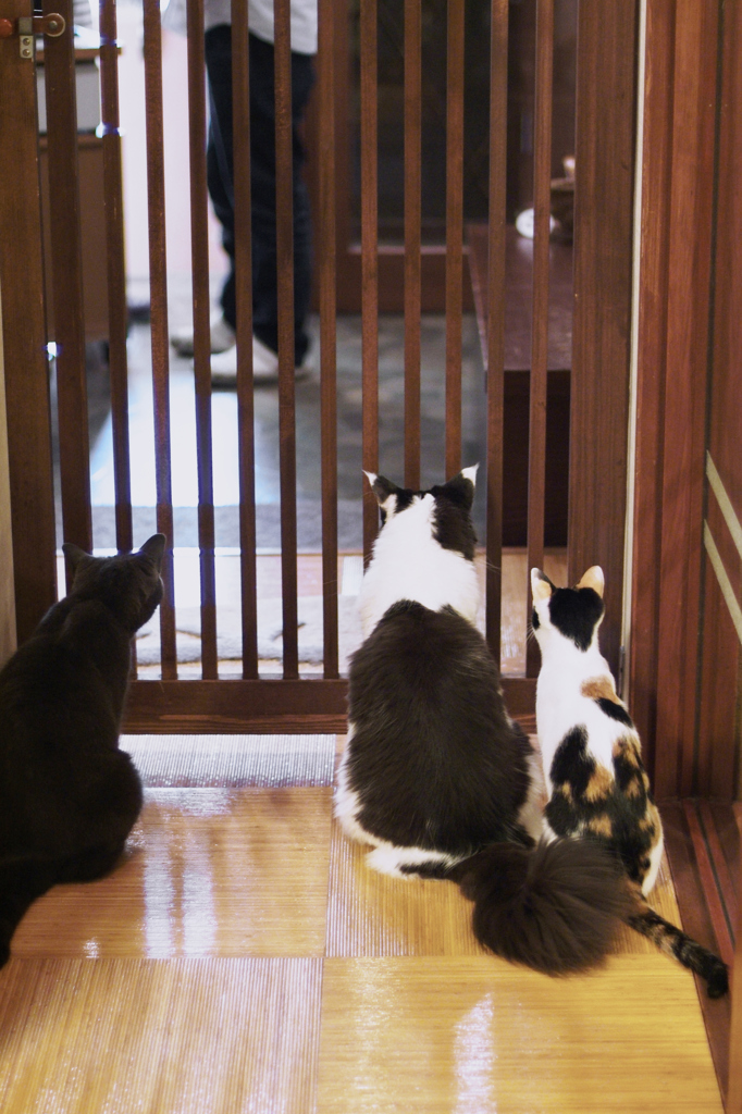猫カフェにて　03