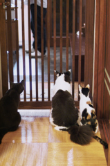 猫カフェにて　03
